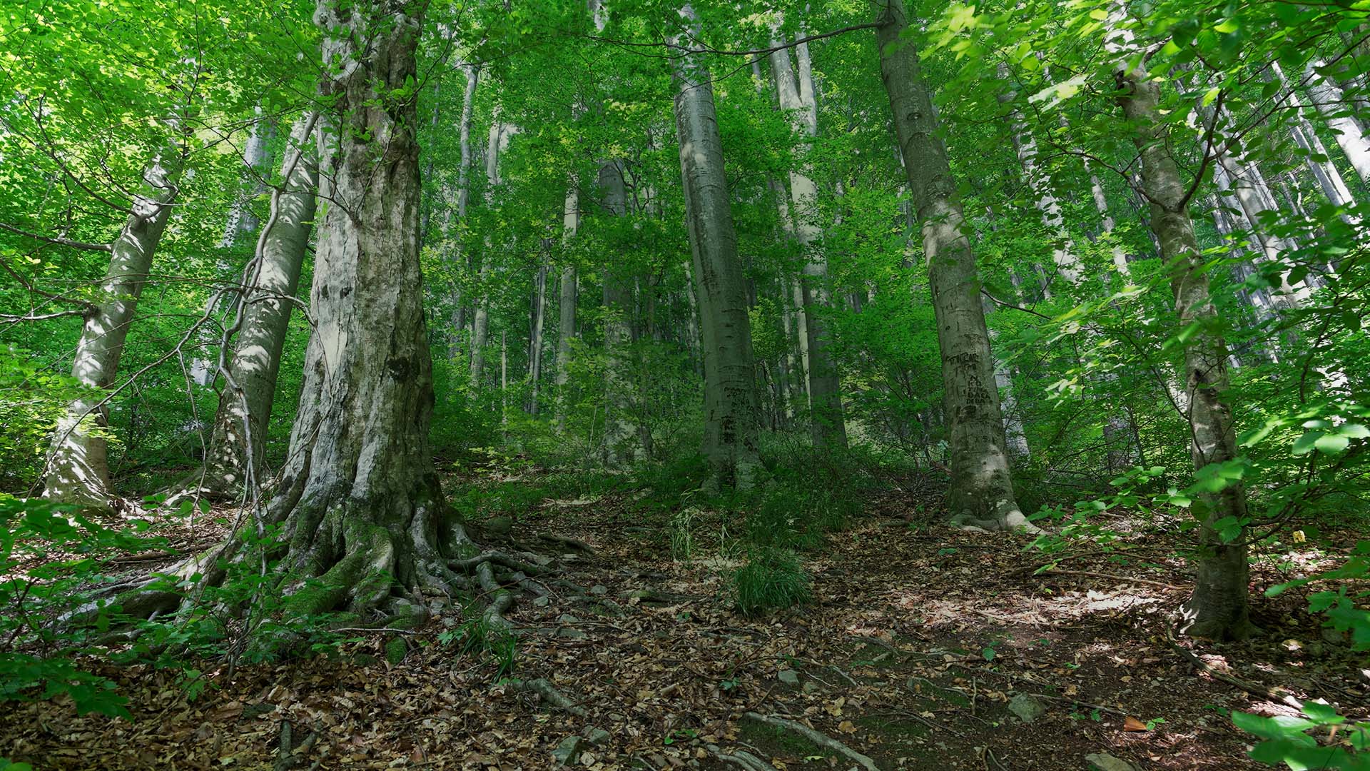 41Poslušaj glas prirode!