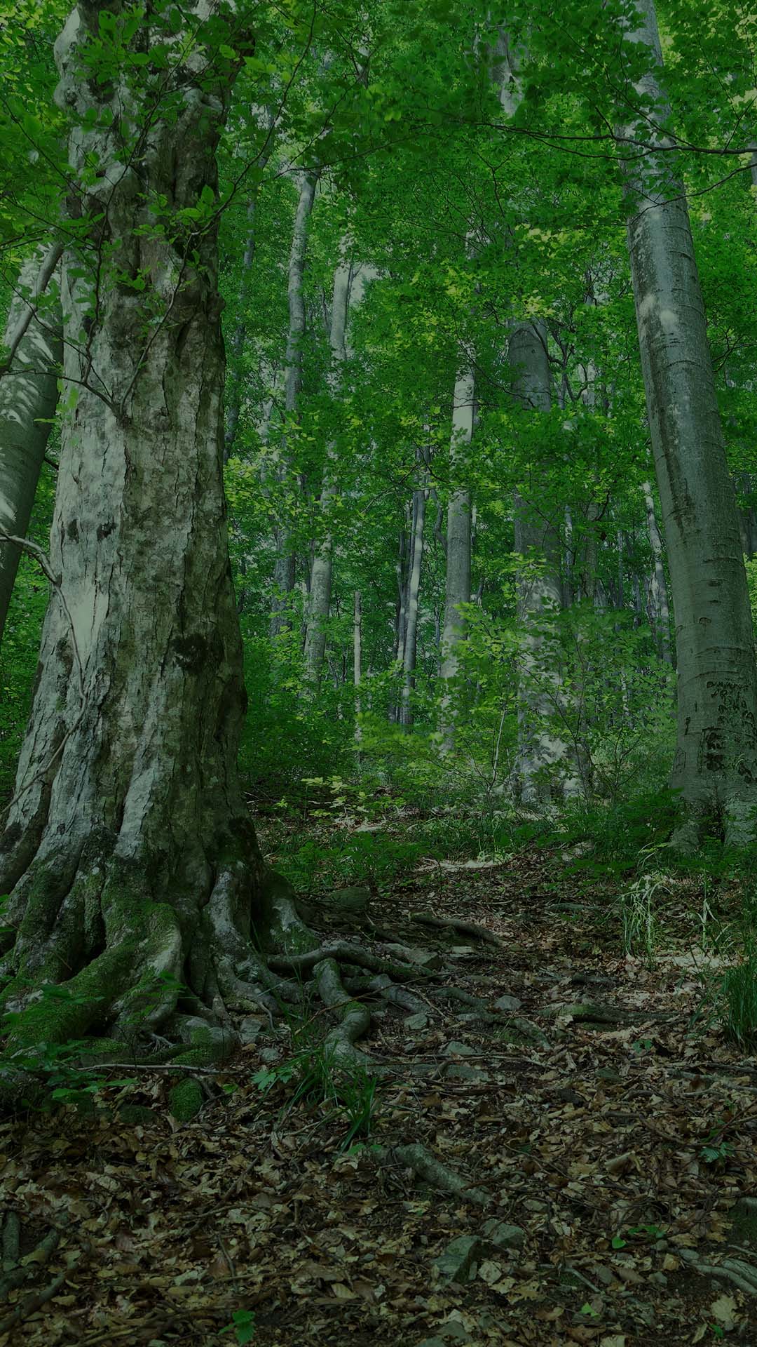 41Poslušaj glas prirode!