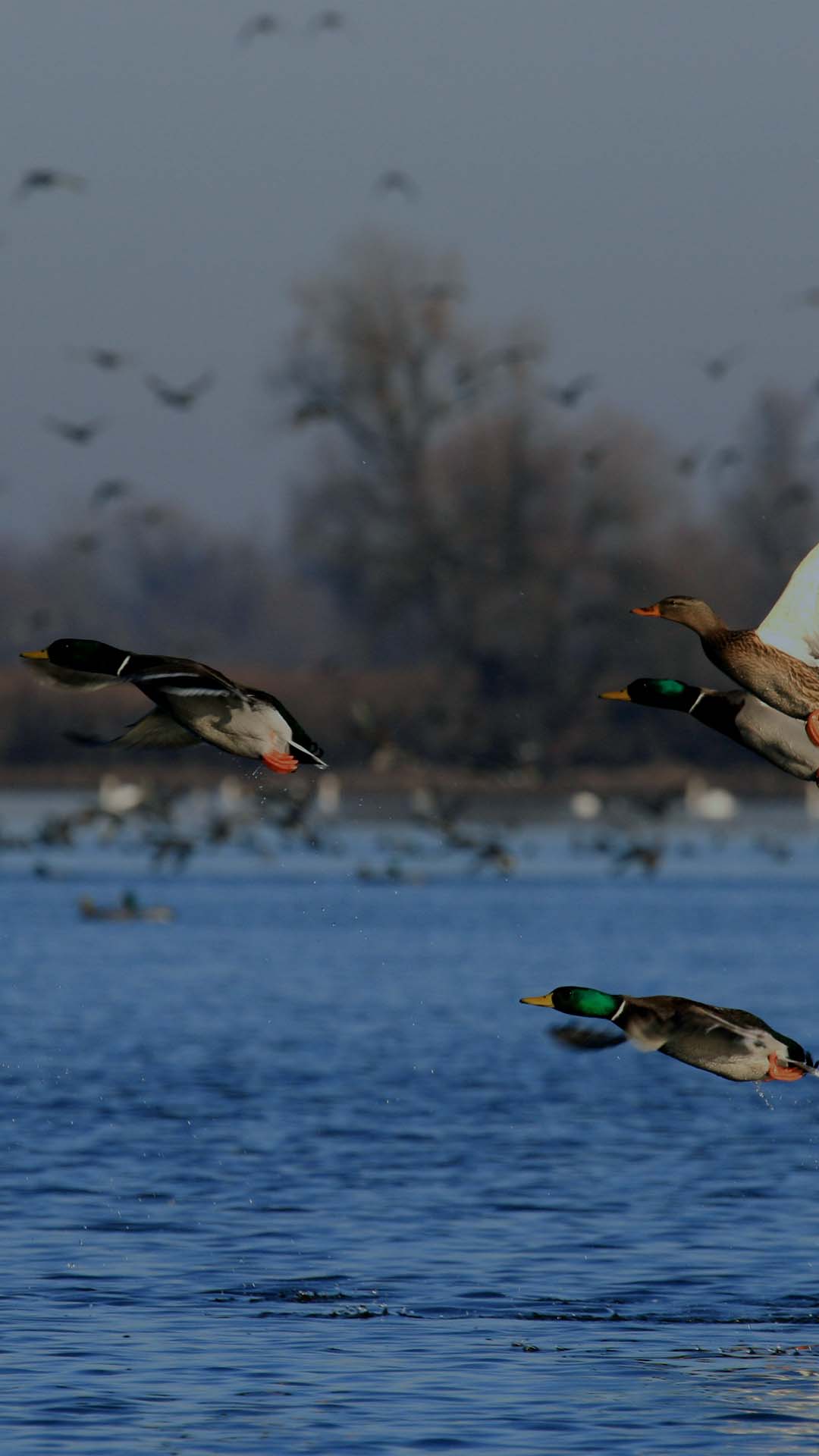 19Što je Natura 2000?