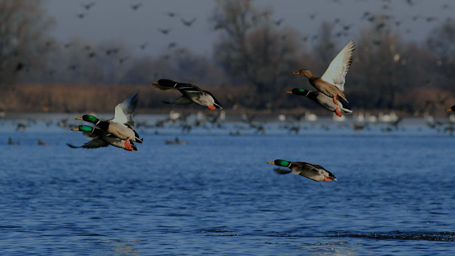 19Što je Natura 2000?
