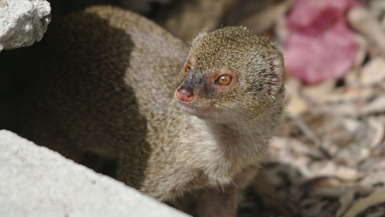 Prijavi invazivne vrste