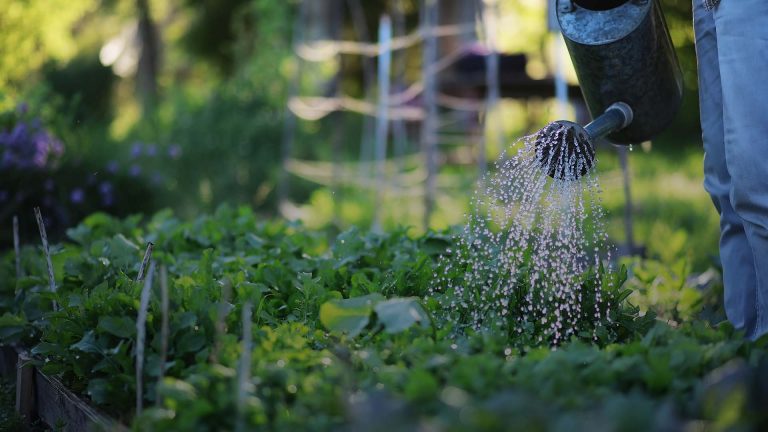 Što mogu poduzeti u svom vrtu?